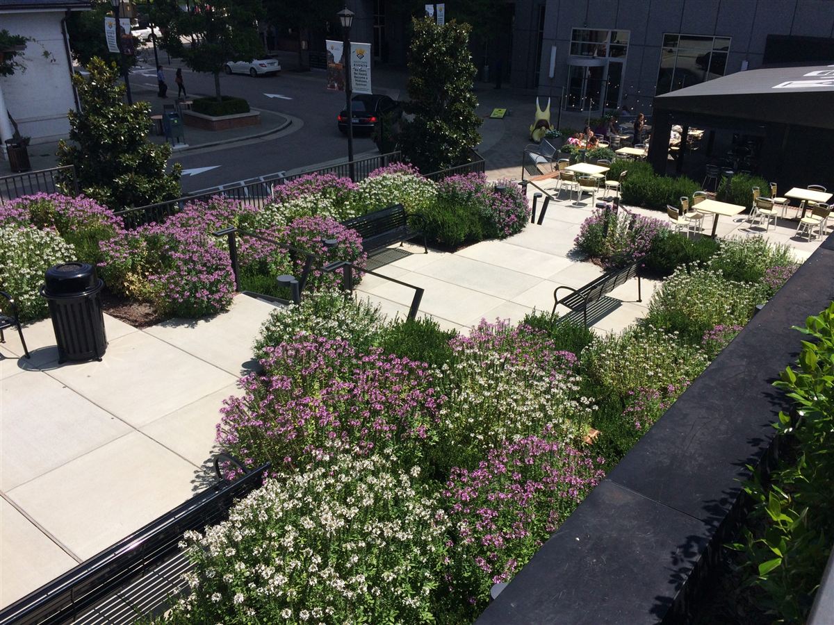 Streetside planting beds in a Midtown Raleigh shopping district
