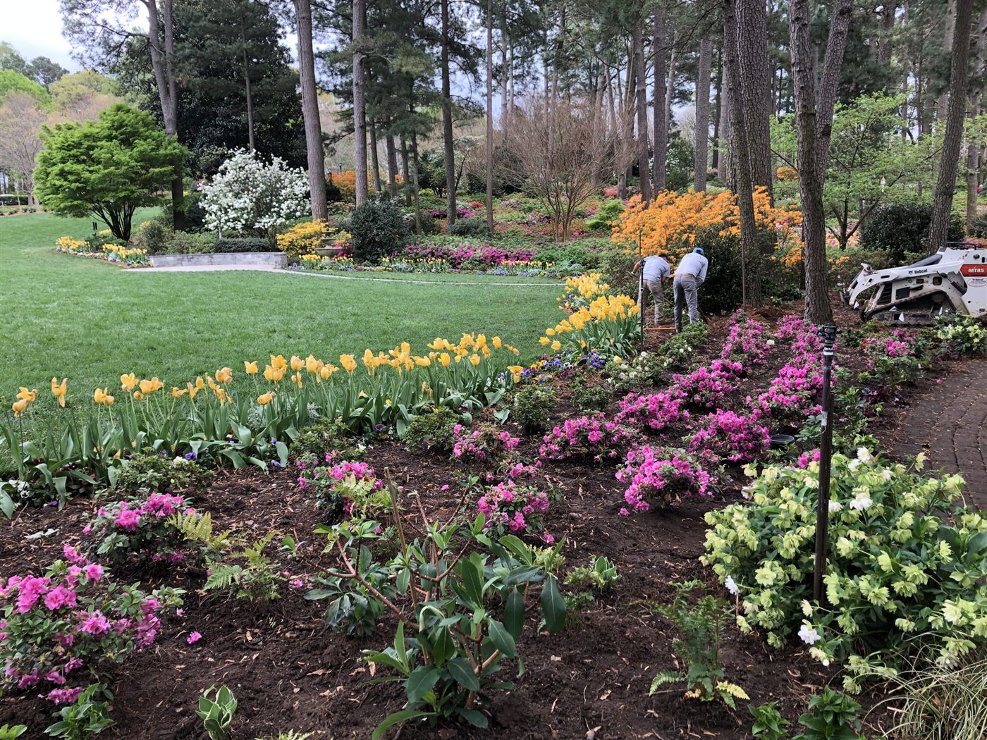 Established garden grounds with azaleas and tulips maintained under commercial contract