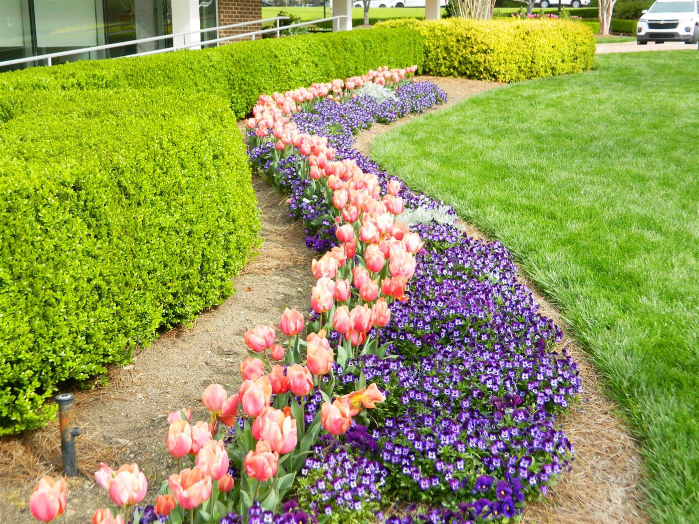 Tulip and viola annual flower bed installed along a clipped hedge
