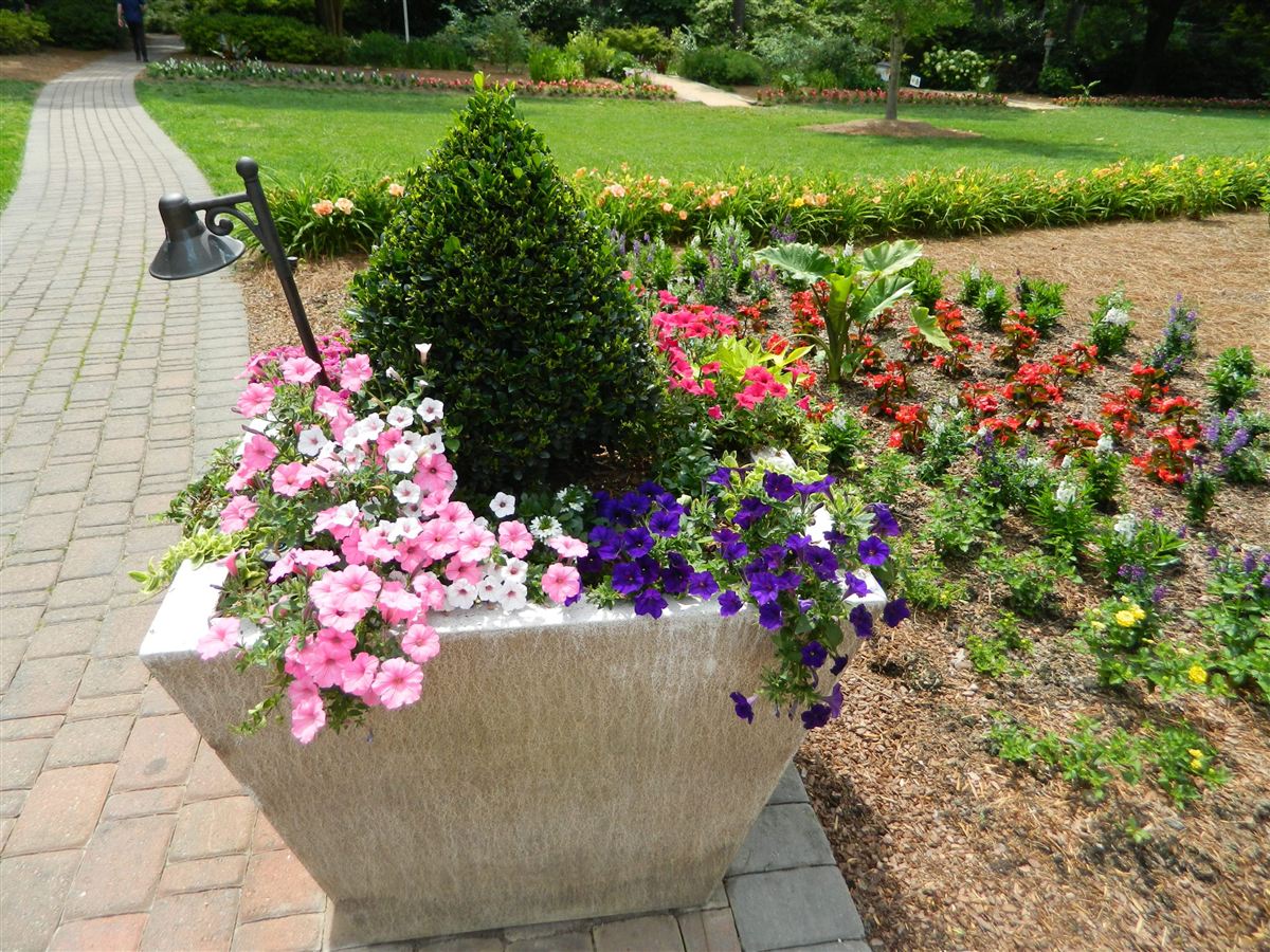 Seasonal container planting with petunias at a commercial entrance