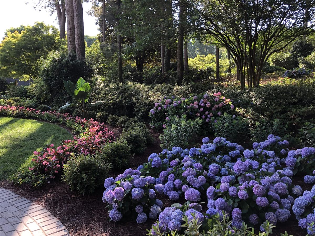 Blue hydrangeas in a mature shade garden
