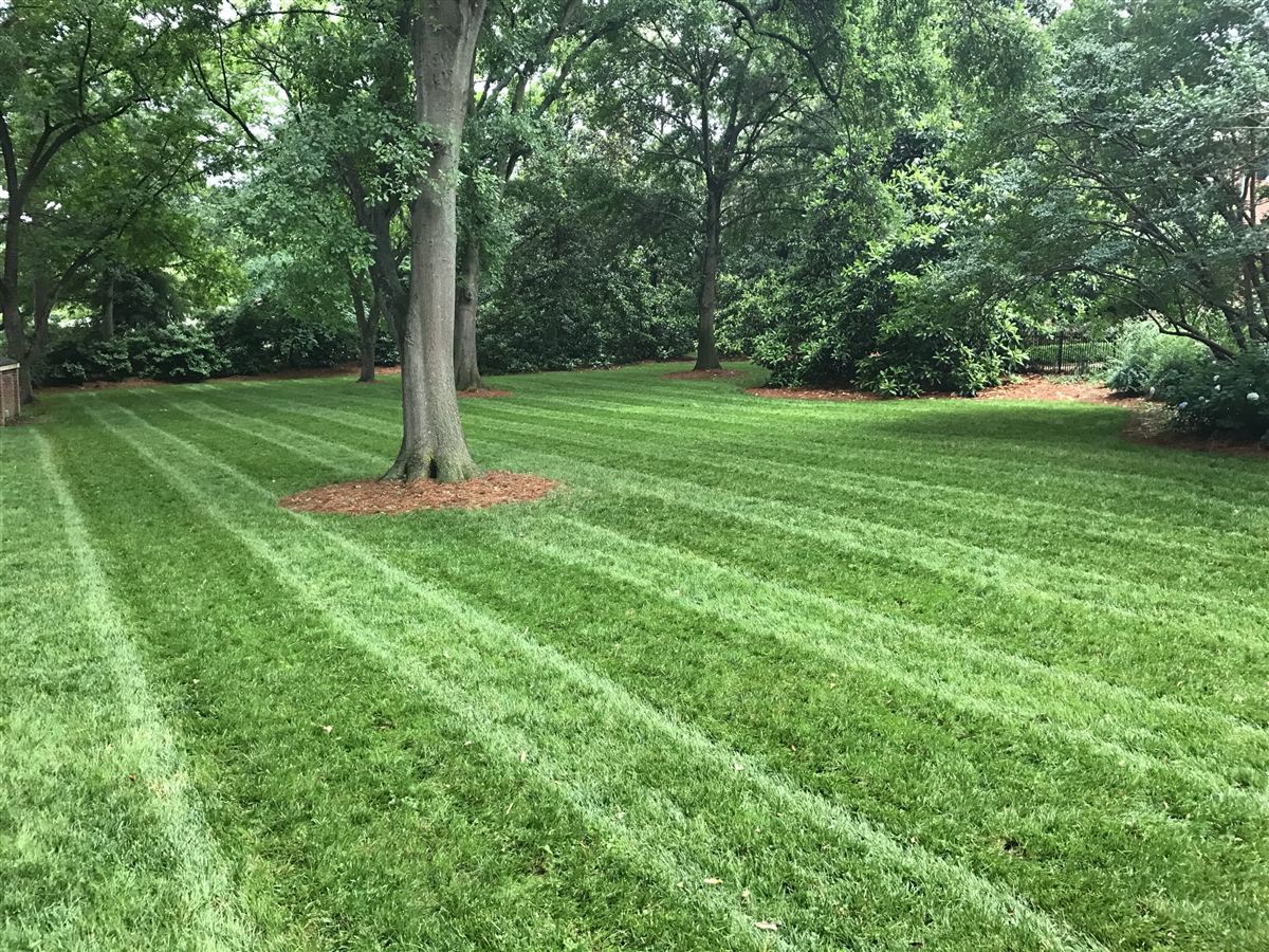 Healthy irrigated lawn with mowing stripes under mature trees