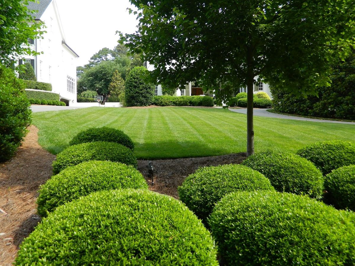 Sculpted boxwoods and fresh mowing stripes on a maintained lawn